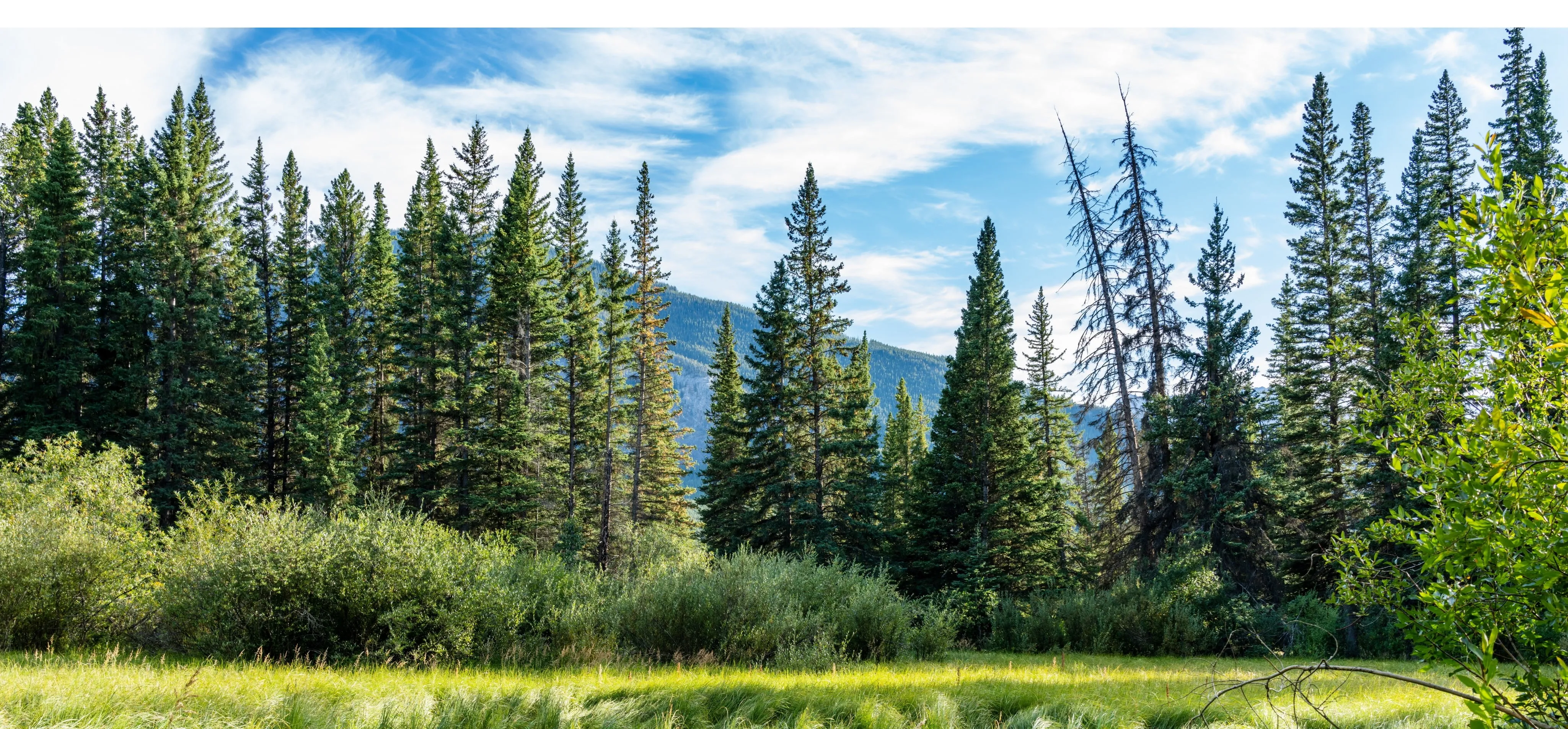 a picture of a beautiful forest with mountains in the background