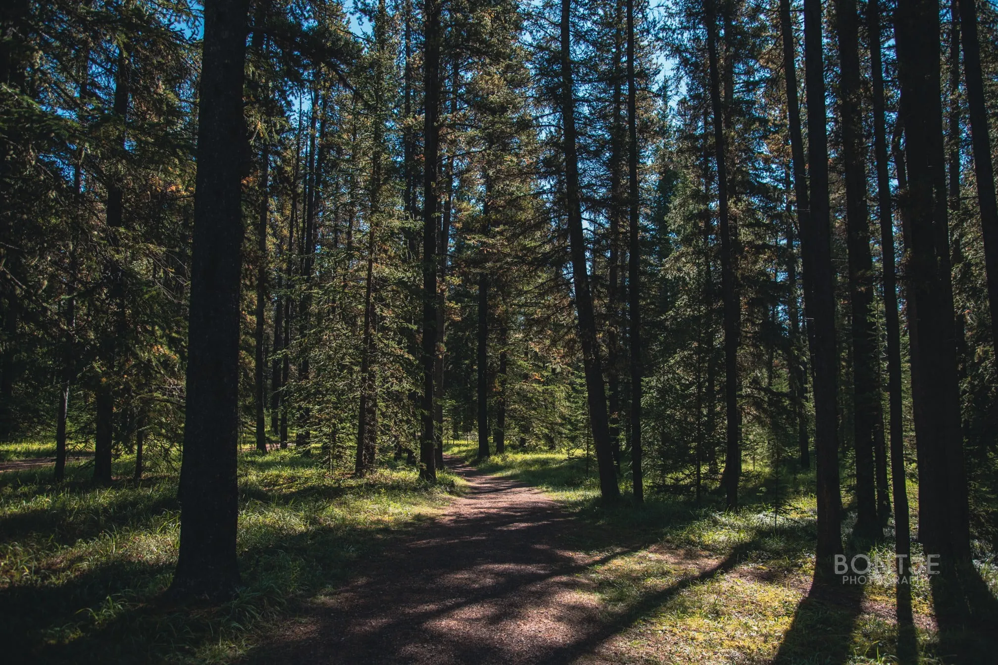 a trail through the forest