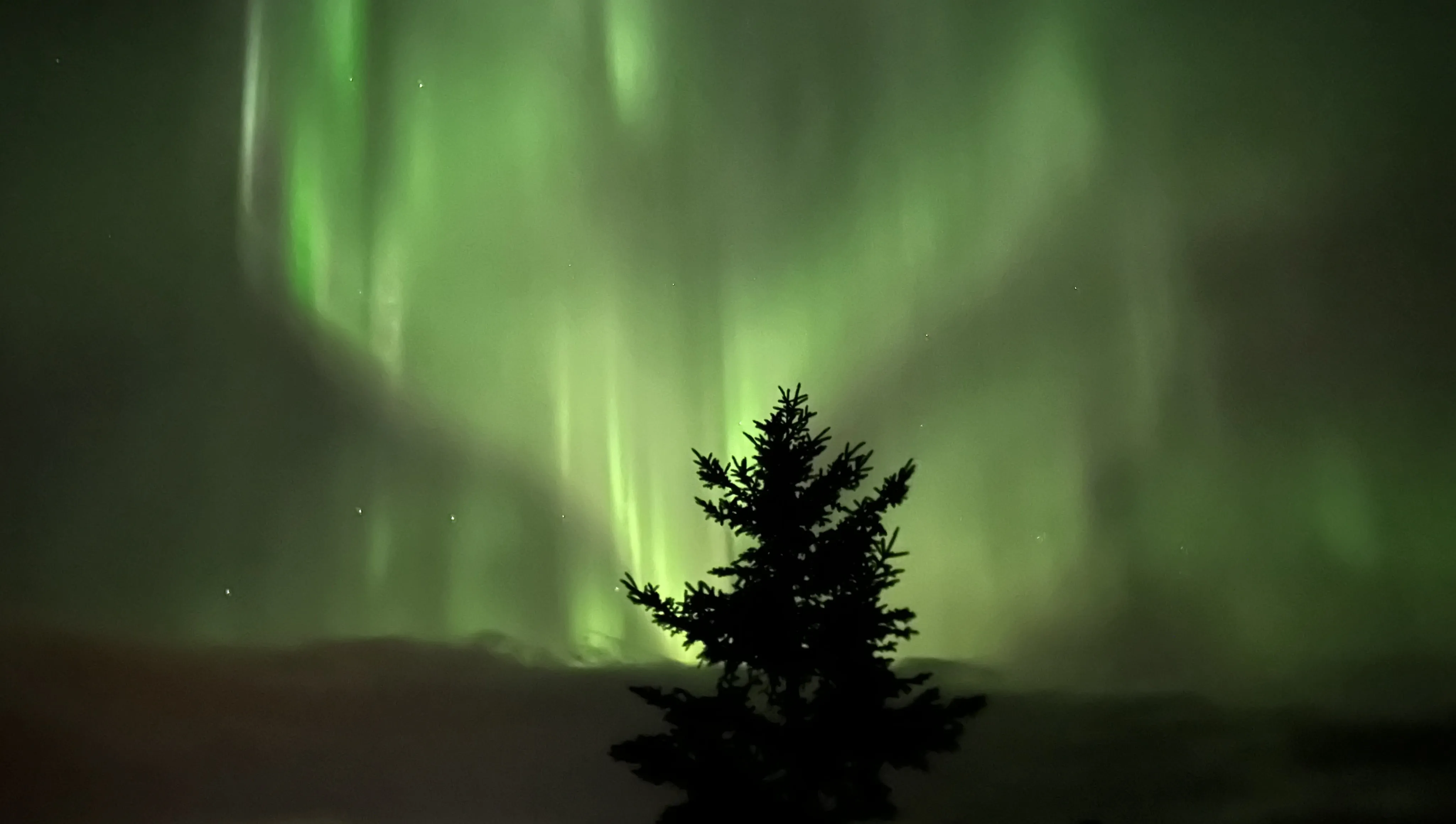 the aurora borealis shining at night with the silhouette of a pine tree in front of it
