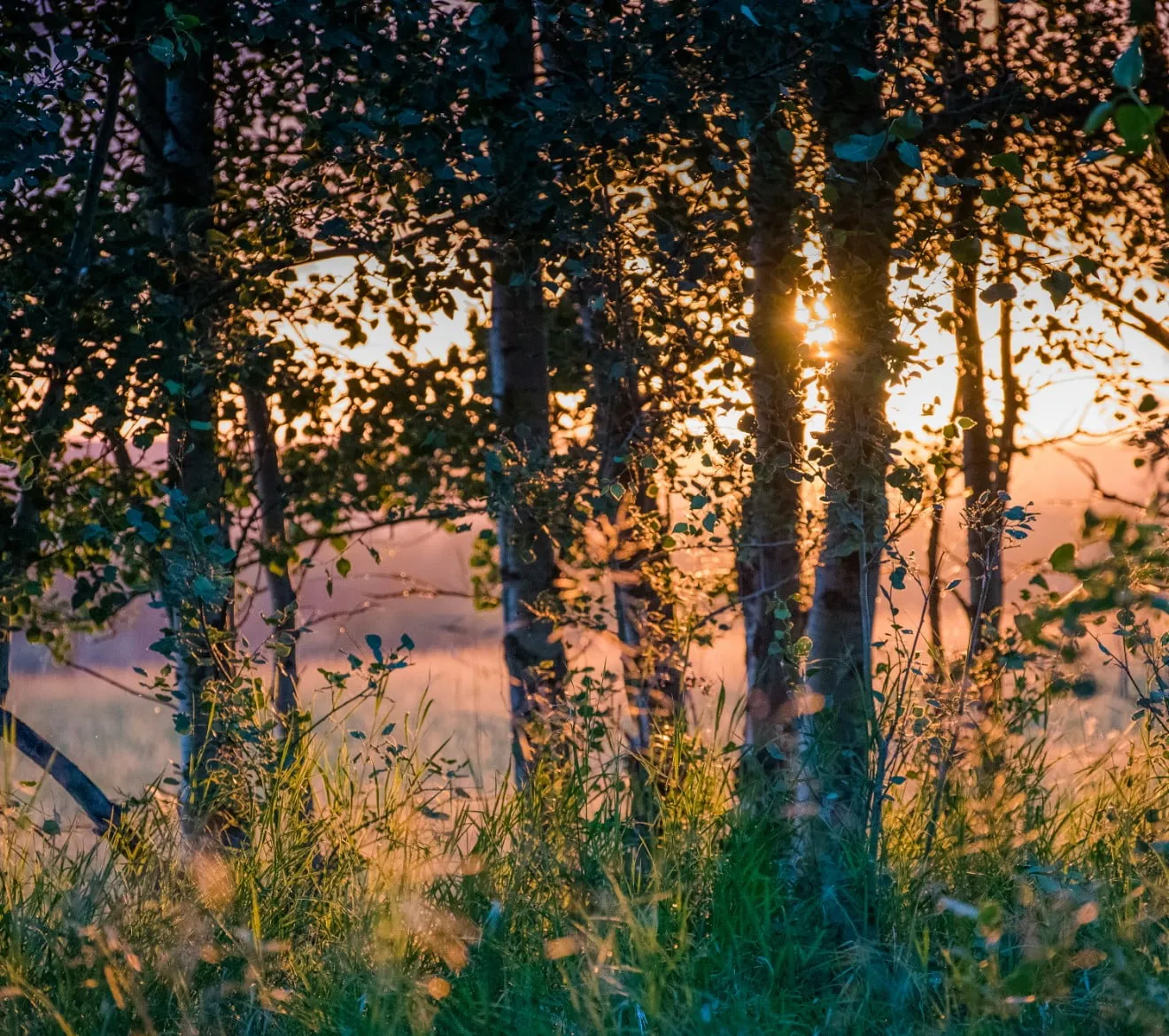 trees in the distance with the setting sun shining through their leafs